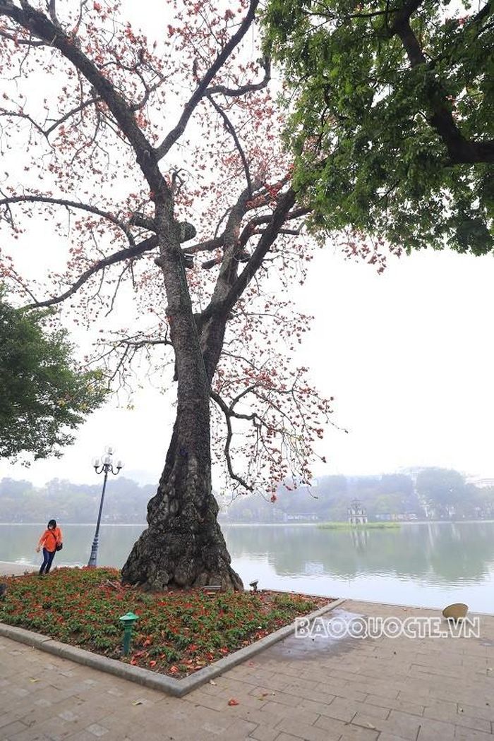 Cây hoa gạo cổ thụ nổi tiếng bên Hồ Gươm là nguồn cảm hứng cho rất nhiều người yêu nhiếp ảnh. (Ảnh: Trung Hiếu)