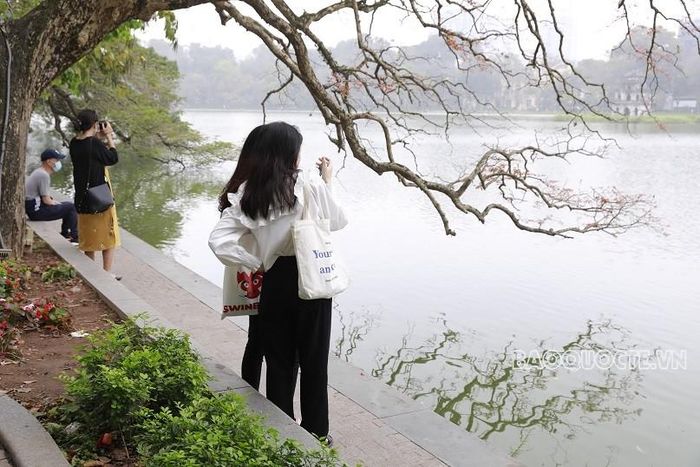 Thời điểm này, bất cứ ai đi dạo bên Bờ Hồ cũng đều chậm bước hoặc dừng lại để thưởng thức vẻ đẹp kỳ diệu khi những cây bằng lăng ven hồ đang bung trổ những búp lá non màu đỏ thẫm, đẹp mơ màng… (Ảnh: Trung Hiếu)