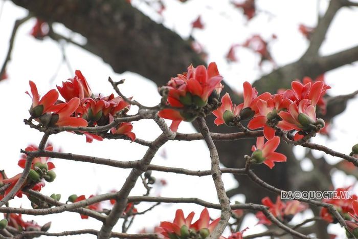 Tháng Ba với những ngày mưa phùn nồm ẩm cũng là thời điểm những bông hoa gạo bên bờ Hồ Gươm nở bung. (Ảnh: Trung Hiếu)