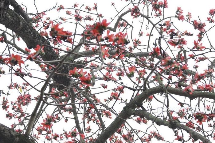 Năm nay cây gạo ra rất nhiều hoa đỏ rực, trở thành điểm chụp ảnh lý tưởng cho người dân khi đi dạo chơi ven hồ. (Ảnh Trung Hiếu)