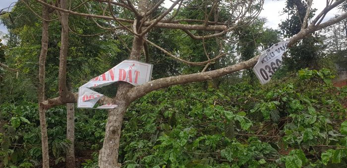 Đất nông nghiệp ở ngoại ô thành phố cũng được thổi giá rất cao