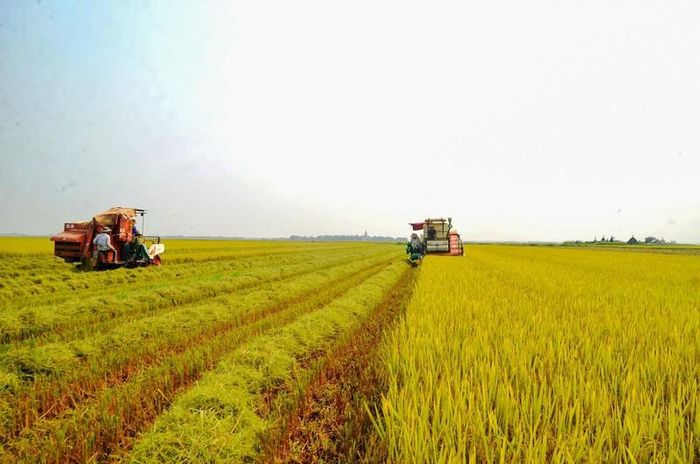Đa dạng các mô hình trong sản xuất nông nghiệp.