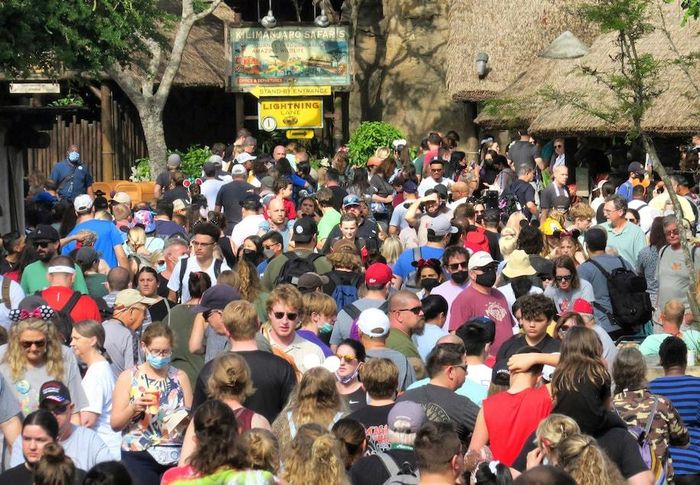 Đám đông tại Vương quốc Động vật Disney ở bang Florida ngày 30/12/2021. Ảnh: Joe Burbank/Orlando Sentinel/AP.
