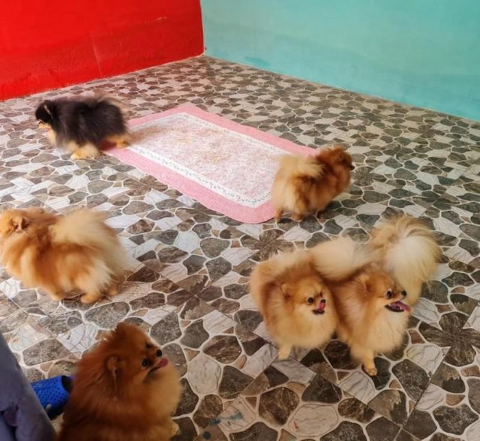 Chó Pom được nuôi trong phòng lạnh có nhiệt độ từ 22 độ C trở xuống để có bộ lông dày và đẹp.