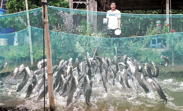 Nghe tiếng gõ vào xô của anh Tâm, đàn cá lóc “bay” lên tranh nhau đớp thức ăn được rải xuống.