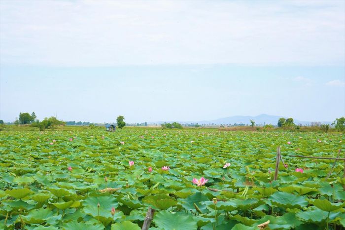 Hồ sen rộng gần 15ha tại xã Ia Yeng (huyện Phú Thiện, Gia Lai) những ngày qua đang khoe sắc rực rỡ dưới nắng vàng.