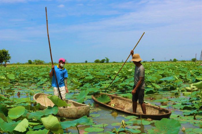 Anh Nguyễn Văn Tiến (40 tuổi, trú xã Ia Yeng) – chủ hồ sen cho biết, hồ sen của anh là giống Đài Loan. Do đó, nếu trồng và giữ gìn tốt thì hoa sẽ nở quanh năm.
