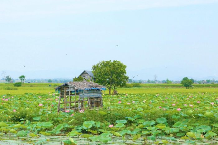 Hoa sen thường nở vào đầu tháng 3 hàng năm và đẹp nhất là giữa tháng 4. Đến tháng 6 thì hoa bắt đầu tàn và lụi dần.