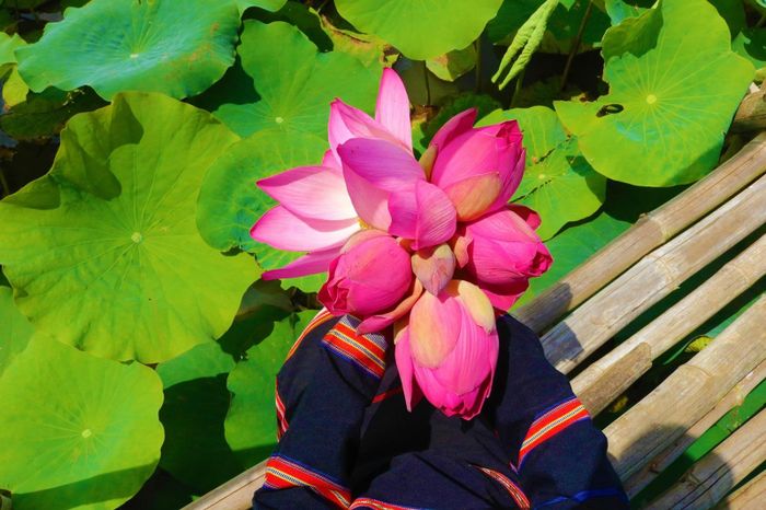Những bó hoa sen tươi thắm.