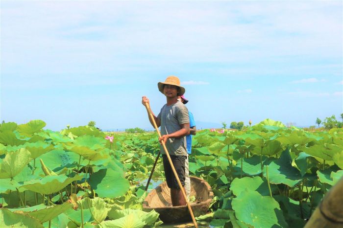 Người dân chèo thuyền, len lỏi trong hồ để hái hoa, đài sen.