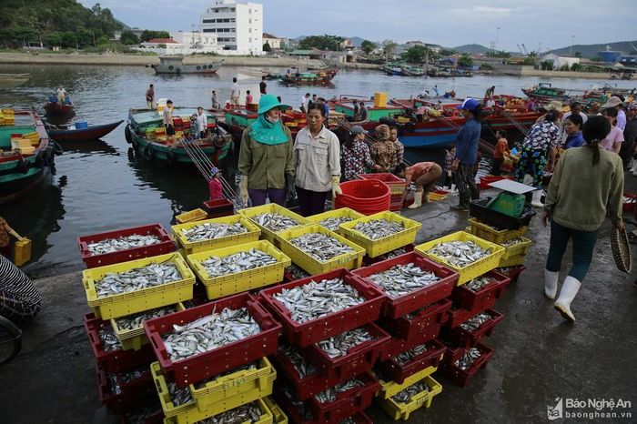 Trước tiên, Cửa Lò nổi tiếng với hải sản tươi ngon được bán tại các khu chợ hải sản. Trong đó, chợ Bến cá Nghi Thủy có quy mô lớn nhất, lại nằm bên cảng cá nên rất thuận lợi giao thương. Đến chợ Bến cá Nghi Thủy, du khách dễ dàng lựa chọn cho mình những món hàng ưng ý. Ảnh: Hải Vương