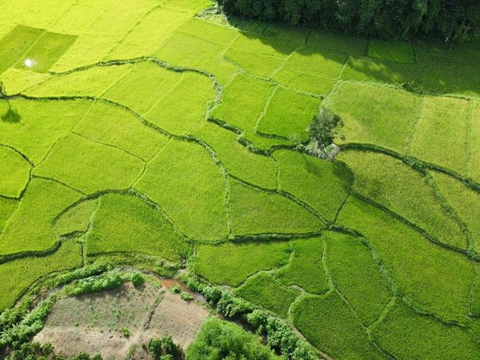Ruộng lúa ở khu vực Đầm Ròn nhìn từ trên cao