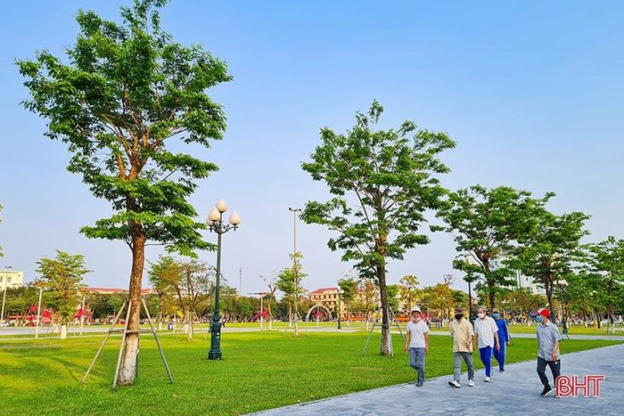 Cây giáng hương cũng được trồng tại Quảng trường thành phố để lấy bóng mát.