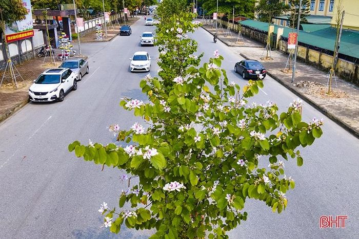 Hoa ban nở nhẹ nhàng trên một số tuyến phố như Xuân Diệu, Nguyễn Hữu Thái...