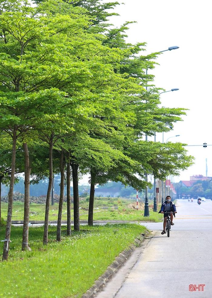 Màu xanh trên những góc phố đường Xô Viết Nghệ Tĩnh, Nguyễn Huy Tự, La Sơn Phu Tử...