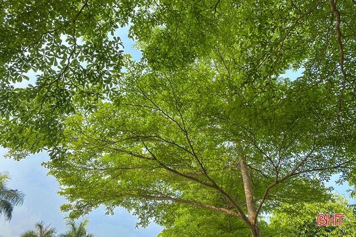 Đây là loại cây được ưa chuộng với hình dáng thẳng, tán lá to đẹp, lá nhỏ. Cây được trồng lấy bóng mát ở nhiều nơi, phù hợp với khí hậu địa phương.