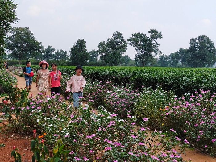 Các em nhỏ vui chơi trong không gian xanh mát của vườn chè Biển Hồ (xã Nghĩa Hưng, huyện Chư Păh). Ảnh: Đức Thụy