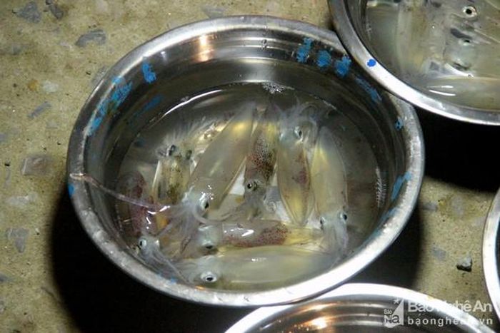 Tháng 3, tháng 4 là thời điểm ngư dân câu được nhiều mực. Đến tháng 6,7 mực nháy sẽ trở nên hiếm và đắt hơn, vậy nên ai cũng tranh thủ thưởng thức. Ảnh: Q.A