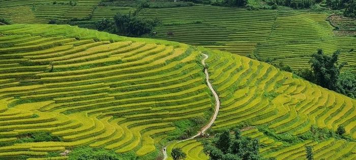 Mùa vàng tại Nậm Cang