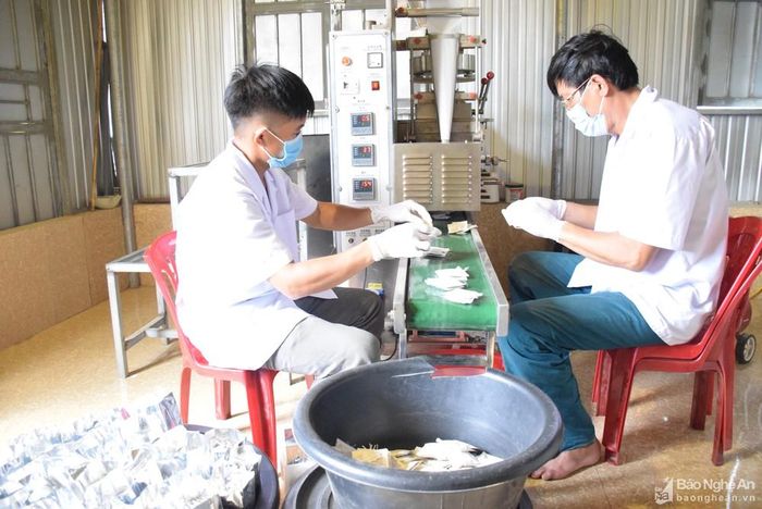 Ứng dụng KHCN trong sản xuất sản phẩm trà túi lọc dược liệu tại Công ty CP Dược liệu Pù Mát. Ảnh: Xuân Hoàng