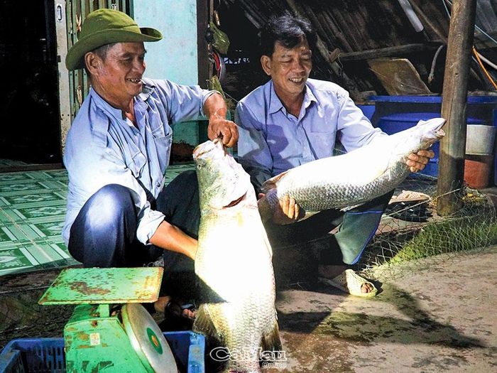 Niềm vui của ông Ba Hùng (bên trái) khi thu hoạch được cá chẽm to, https://dulich.petrotimes.vn