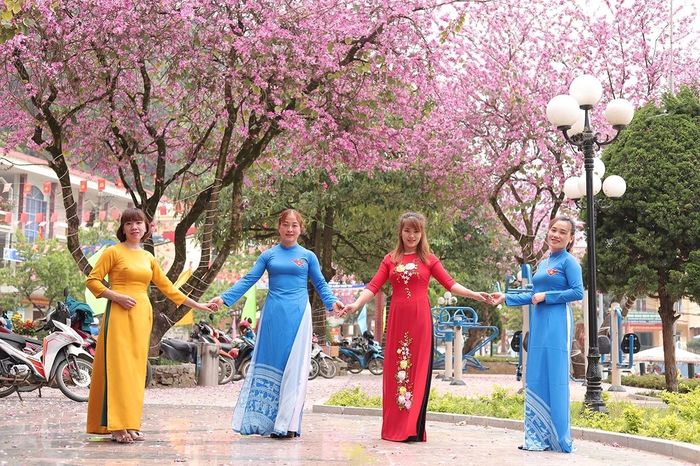 Huyện Mèo Vạc đang có kế hoạch nhân rộng diện tích trồng hoa ban thúc đẩy du lịch phát triển.