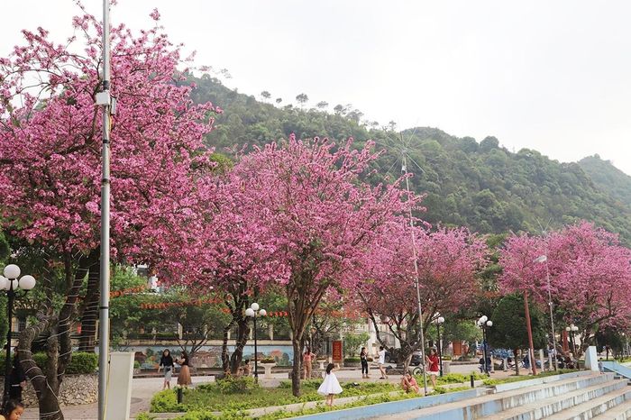 Mặc dù không phải loài hoa đặc trưng của Mèo Vạc, nhưng hoa ban đang được người dân vùng cao nơi đây yêu mến. Những cây hoa ban khoe sắc, tỏa hương bất chấp sự khắc nghiệt của địa hình và thời tiết, vẫn len lỏi trong từng ngóc ngách của núi đá, tô điểm cho phong cảnh ở vùng cao.