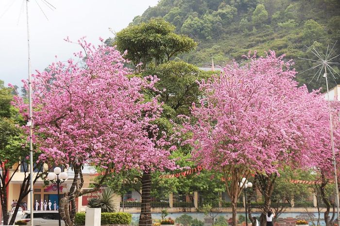 Vì vậy, mỗi khi du khách từ xa đến, không thể cưỡng lại được trước vẻ đẹp quyến rũ của nó, mà lựa chọn những vị trí thuận lợi nhất dưới tán hoa ban để lưu lại những tấm ảnh đẹp nhất...