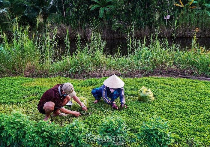 Những cọng rau má xanh non được cắt từ ngoài vườn vào để làm món gỏi nhộng ong thì còn gì bằng.