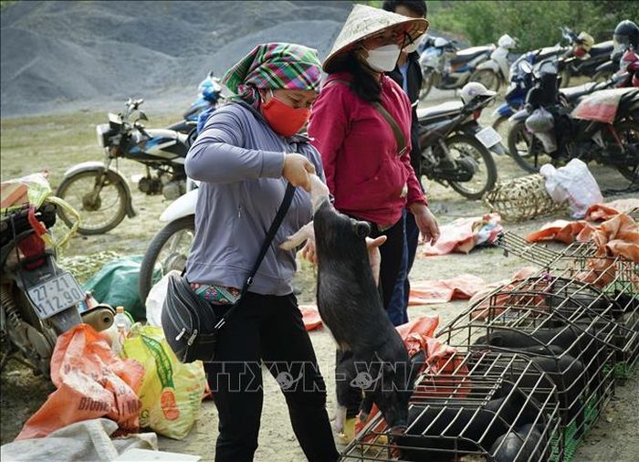 Lợn cắp nách được bán tại chợ phiên Xá Nhè.