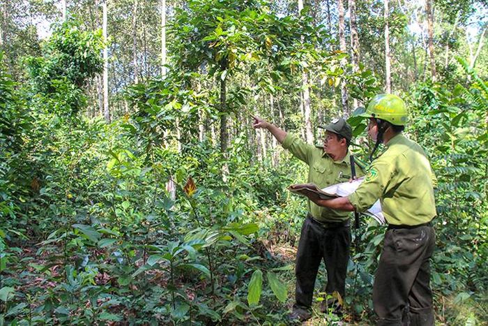  Lực lượng kiểm lâm Khu Bảo tồn thiên nhiên Hòn Bà tuần tra tại khu vực giáp ranh lâm phận Ban Quản lý Rừng phòng hộ Nam Khánh Hòa. 