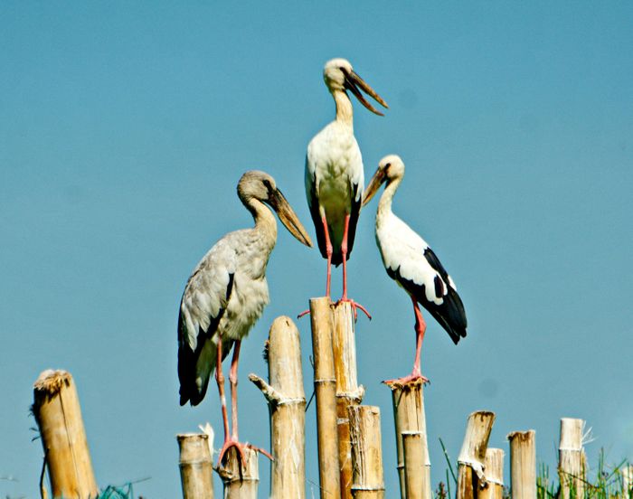 Cò đậu trên sông Đầm.