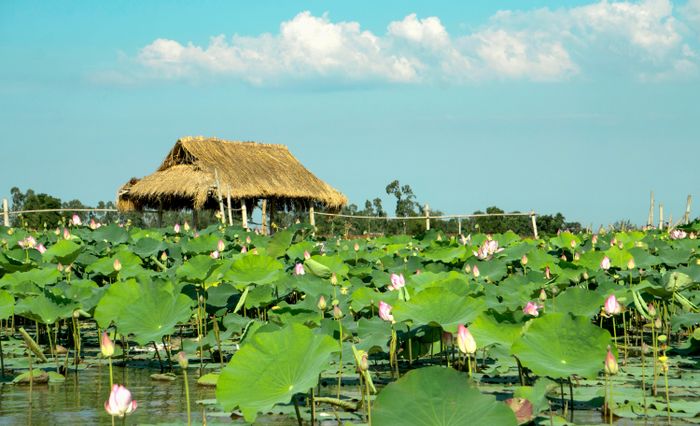 Mùa sen trên sông Đầm.