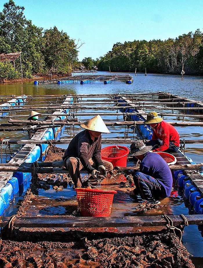 Các làng nghề truyền thống và nuôi thủy sản sẽ được ưu tiên đầu tư để phục vụ đề án “Làng Văn hóa-Du lịch Đất Mũi”.