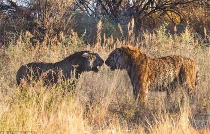 Hai con hổ đối đầu nhau trong khu bảo tồn động vật hoang dã Londolozi ở Pretoria, Nam Phi.