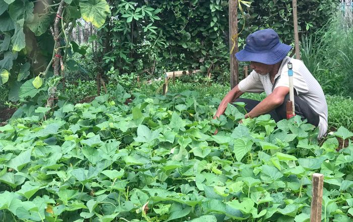 Người dân tổ 5 (phường Yên Thế, TP. Pleiku) chăm sóc vườn rau. Ảnh: Mai Ka