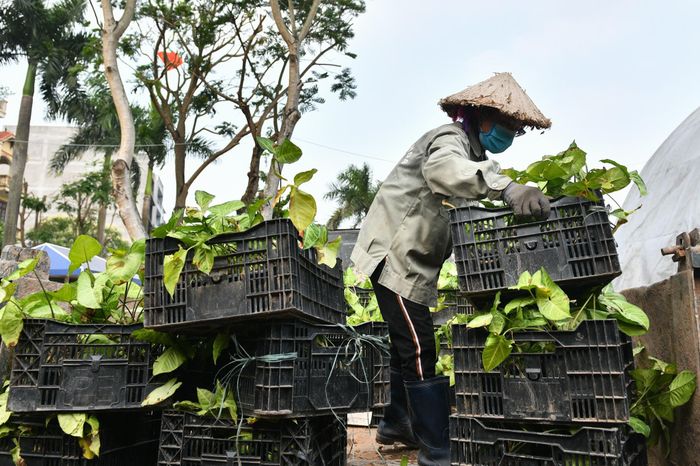  Thùng cây, hoa được bổ sung tới khuôn viên phố đi bộ. 