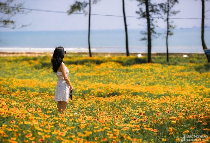 Hoa cúc biển đã được trồng nhiều tại các địa điểm: Khu vực đồi hoa tự nhiên phía Nam Quảng trường Bình Minh với diện tích 10.000m2. Khu vực tại đường 72m giao nhau với trục đường Bình Minh với gần 2.000m2. Khu vực Công viên Hoa Cúc biển với diện tích 500m2. Những thảm cúc biển rực rỡ đã tạo nên một diện mạo sinh động, đặc sắc cho Cửa Lò hè 2022. Ảnh: Đức Anh