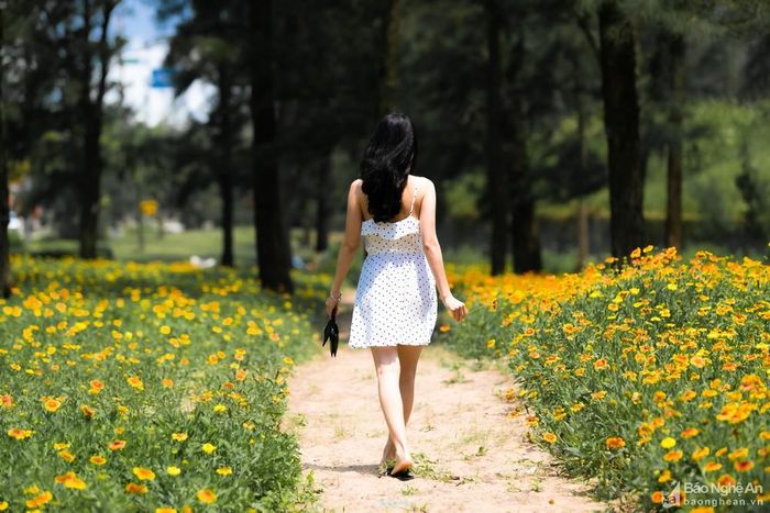 Loài hoa cúc biển trải dài dưới rặng phi lao mỗi khi hè sang, thu hút du khách tham quan, đặc biệt là các bạn trẻ. Ảnh: Đức Anh