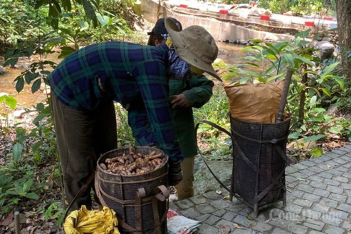 Đồng bào Cơ Tu tại Quảng Nam đào củ nghệ nhằm kiếm thêm thu nhập