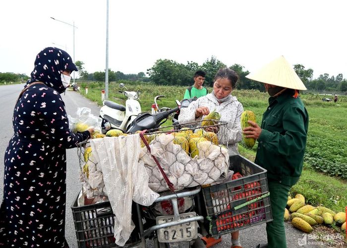 Thương lái thu mua dưa tại ruộng. Ảnh: Thanh Phúc