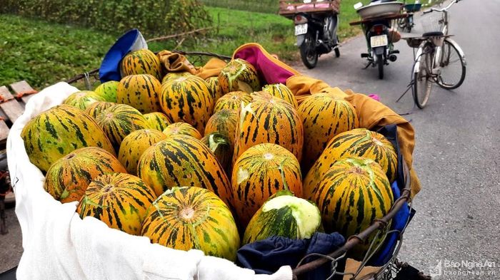 Nếu như mọi năm, giá dưa tại ruộng là 20.000 - 25.000 đồng/kg thì nay giảm còn một nửa. Tuy nhiên, sợ mưa lớn dưa sẽ hư hại nên người dân buộc phải thu hoạch gọn và bán tháo. Ảnh: Thanh Phúc