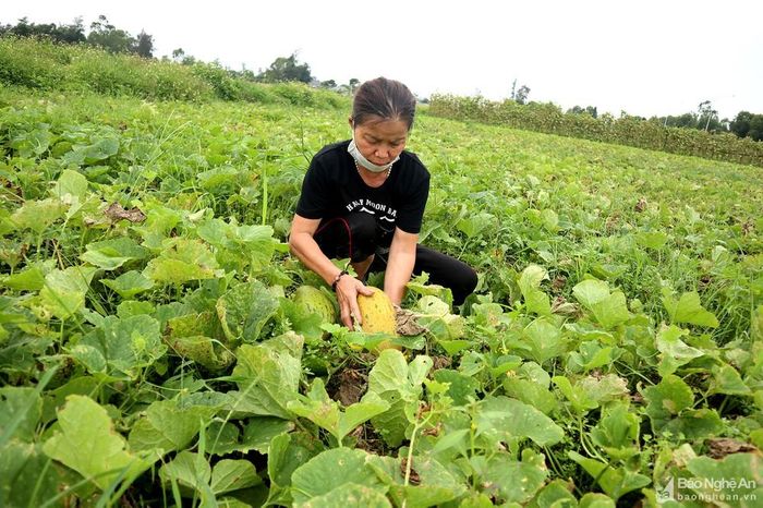 Đối với diện tích dưa còn xanh, người dân tranh thủ ra đồng "bắt" quả lên luống để nước không ngập, gây thối rữa. Ảnh: Thanh Phúc