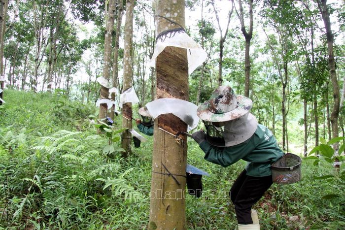 Công nhân Nông trường cao su Nậm Tăm chấp hành các quy định phòng dịch Covid-19 khi khai thác mủ cao su.