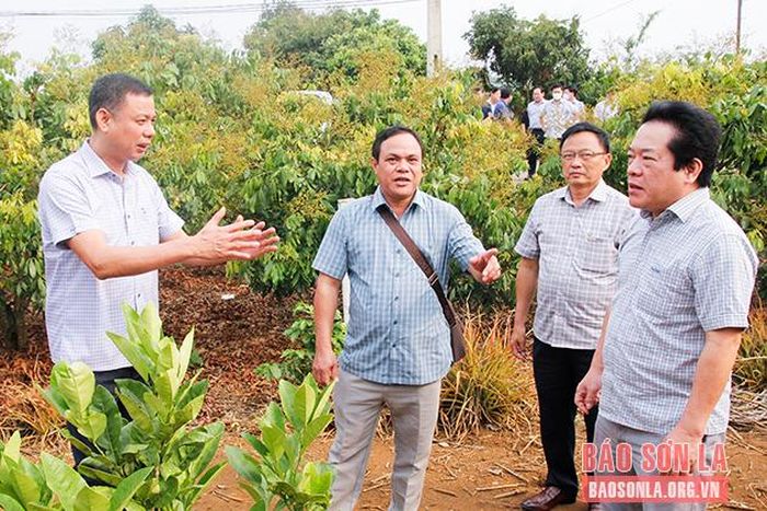 Đoàn công tác tỉnh Quảng Ngãi thăm mô hình thâm canh cây nhãn hữu cơ phục vụ xuất khẩu tại xã Hát Lót.