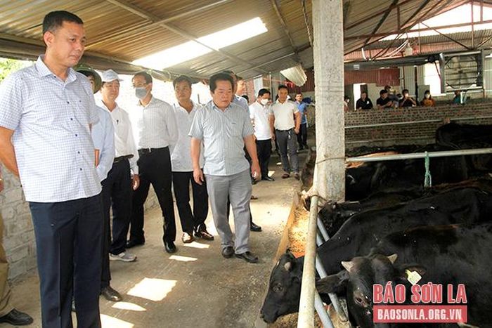 Đoàn công tác tỉnh Quảng Ngãi thăm mô hình nuôi bò lai sinh sản và 3B thương phẩm của HTX nông nghiệp Sơn La.