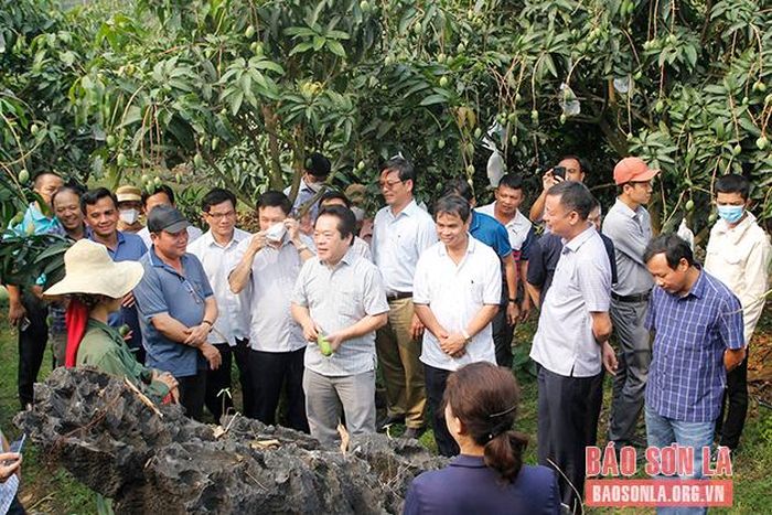 Đoàn công tác tỉnh Quảng Ngãi thăm mô hình thâm canh cây xoài hữu cơ phục vụ xuất khẩu tại xã Hát Lót.