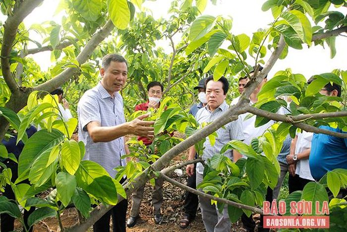 Đoàn công tác tỉnh Quảng Ngãi thăm mô hình thâm canh cây na hoàng hậu tại xã Cò Nòi.