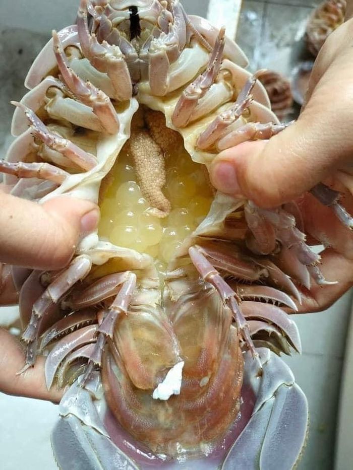 Bọ biển có giá từ 2,5 - 3 triệu đồng/kg, có thời điểm giới nhà giàu sẵn sàng chi tới 4 triệu đồng để săn lùng sinh vật xấu xí này. Ảnh: Facebook