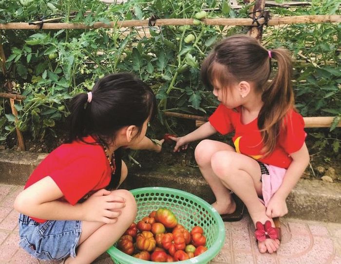 Học sinh Trường Mầm non Tân Lâm Hương (huyện Thạch Hà) trải nghiệm hái rau củ tại vườn trường. Ảnh: TG